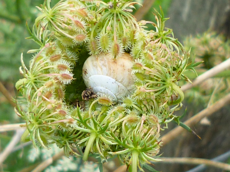 Schneckenhaus in Blütendolde