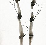 Sumi - Japanische Tuschemalerei (vormittags)