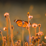 Intensivseminar Integrative Körperarbeit auf der Basis des Body-Mind Centering Intensivseminar Integrative Körperarbeit auf der Basis des Body-Mind Centering